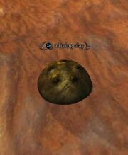 A living clay