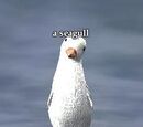A seagull