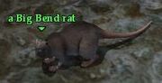 A Big Bend rat