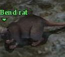 A Big Bend rat