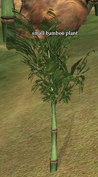 Small bamboo plant