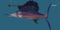 A large saberfish