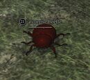A corpse beetle