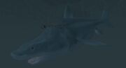 A sand shark