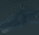 A sand shark