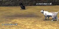 A curious cat