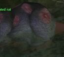 A contaminated rat