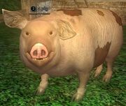 A pig (Antonica)