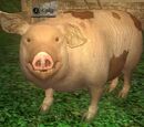 A pig (Antonica)