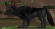 Brackencoat