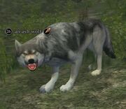 An ash wolf