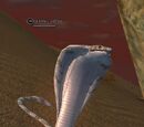 A toxic cobra
