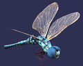 Race dragonfly.jpg