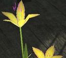 A Bouquet of Woodsun Flowers