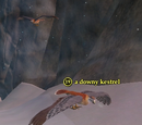 A downy kestrel