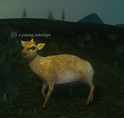 A young antelope
