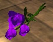 Three Purple Roses (Visible)