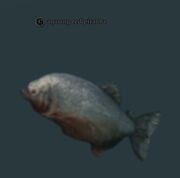 A young red piranha