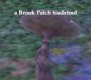 A Brook Patch toadstool