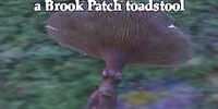 A Brook Patch toadstool