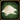 T1 Powder