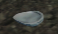 Shiny shell