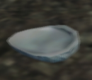 Shining Shells