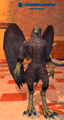 A Blacktalon caretaker.png