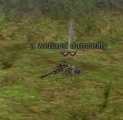 Wetland damselfly
