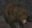 A Cave Bear