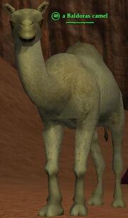 Baldoras camel