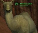 A Baldoras camel