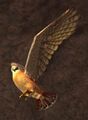 Race hawk.jpg