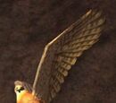 A red tailed hawk