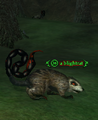 A blightrat.png