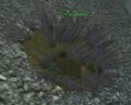 Race anemone.jpg