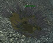 Race anemone