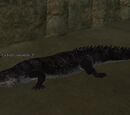 A bull crocodile