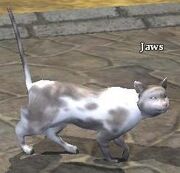 Jaws