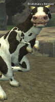 God pet bristlebane