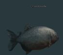 A red piranha