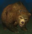 A kodiak.jpg