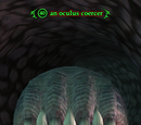 An oculus coercer