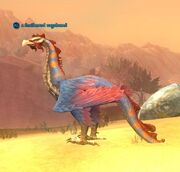 A feathered vagabond