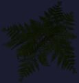 Feerrott fern (Visible).jpg