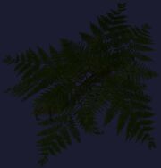 Feerrott fern (Visible)