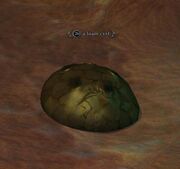 A loam cyst