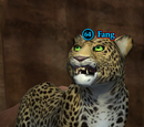 Fang