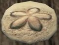 Sand urchin shell (Visible).jpg