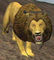 Highland bloodpaw